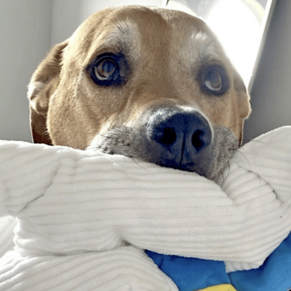 This is Adonis, a brown and white Hound Great Dane Mix; 8 yrs old, available for adoption At Austin Pets Alive in Austin Tx. He's shown here with his head on a pillow.